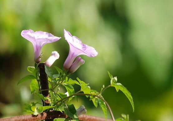 牵牛花的花语是什么，牵牛花代表着爱情、冷静