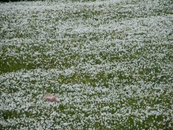 六月雪花语是什么，六月雪花语代表着思念、清