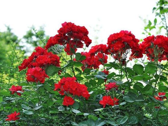 养月季花最好用什么土，保持土质微酸性肥沃疏