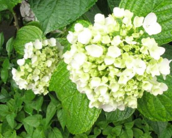 绣球花夏天可以扦插吗，抑制生根、存活慢(不适