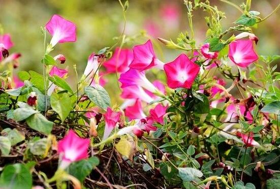 牵牛花的寓意是什么，代表着坚固的爱情、渺茫
