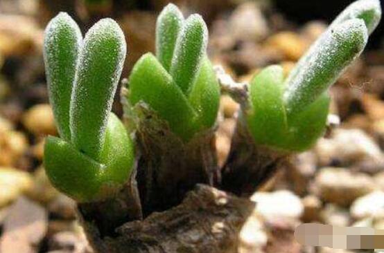 碧光环种植方法，择健康种子、保水保肥土壤/浅