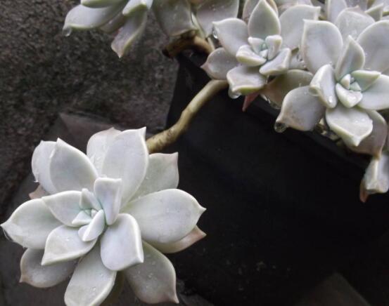 生石花长高了怎么办，老农教你最直观常见三种