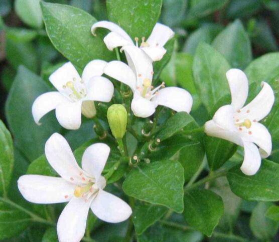 九里香每年开多少次花，一年独开一次花(花期