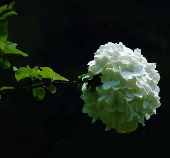 绣球花可以喷水吗，可以/促进枝叶生长、花开茂