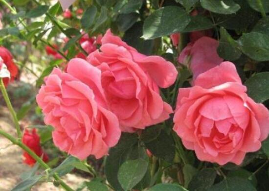 月季花如何压条繁殖，教你六达基本步骤存活率