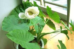 滴水观音花语是什么，滴水观音开花寓意/大吉大