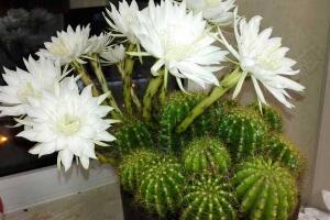 仙人球什么时候开花，仙人球开花是什么兆头/吉