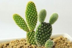 仙人掌的盆栽方法，5种方法让你的仙人掌可爱多