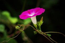 牵牛花寓意着什么意思，代表着爱情、虚幻、缥