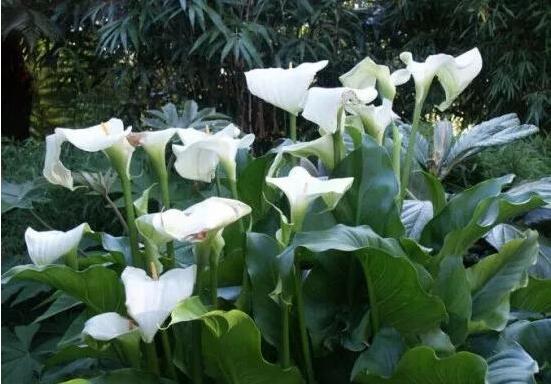 送马蹄莲花代表什么，不同颜色不同寓意(最深的