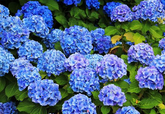 蓝绣球花语是什么，代表着背叛、见异思迁(纯净