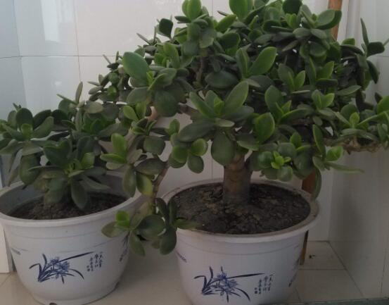 植物燕子掌有毒吗，无毒与有毒需待进一步科学