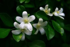 九里香的花期是什么时候，每年4月开花（花期为