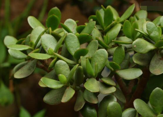 燕子掌掉叶子怎么办，老农教你三种最直观解决