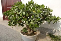 燕子掌为什么会掉叶子，燕子掌掉叶子的原因分