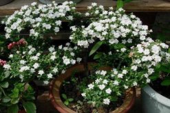 六月雪开花时间，每年的5-7月开花（6月开的最旺