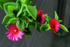 牡丹吊兰什么时候开花，春夏两季绽放（花期在
