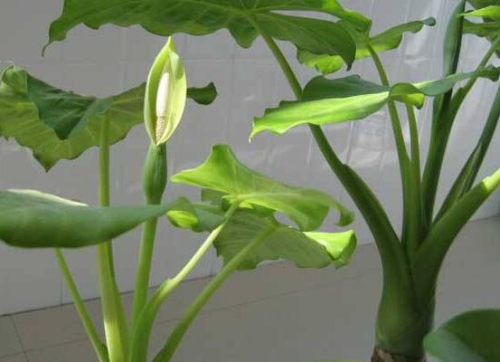 滴水观音不宜放在哪里，只需要注意三个具体位