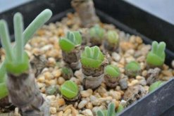 碧光环播种多久能长大，种后一星期发芽四个月