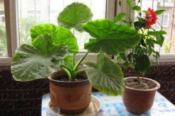 滴水观音可以放客厅吗，可以放客厅但要注意儿