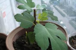 菊花的繁殖方法，可通过扦插、播种、分株、嫁