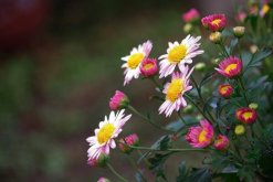 菊花叶子发黄的防治方法，全面分析叶子发黄原