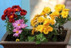 菊花的扦插时间及方法，每年4~5月扦插成活率最