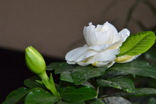 土培栀子花黄叶是什么原因，光温水肥条件养护