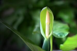 滴水观音叶子发黄下垂怎么办，可做好补光换土