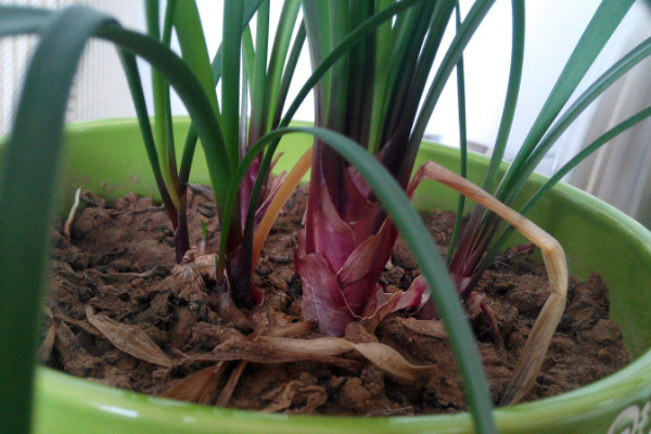 种兰花用什么土最好，南方用硬植料土北方用软