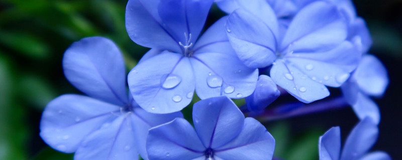 蓝雪花怎么牵藤
