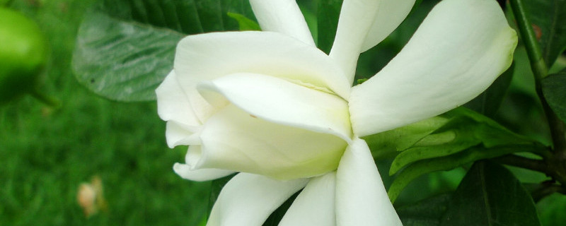 栀子花过冬后怎么养护