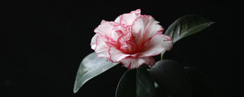 山茶花花语及代表意义