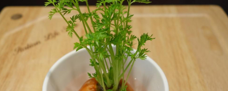 盆栽萝卜怎么种植