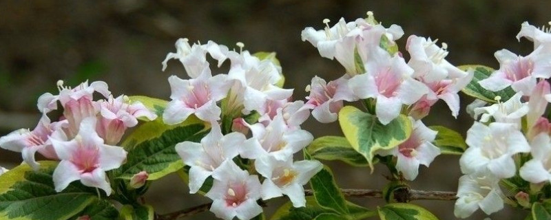 花叶锦带怎么养