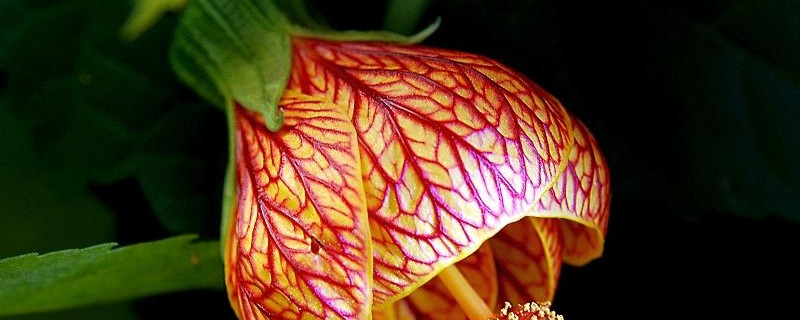 网纹悬铃花的盆栽方法