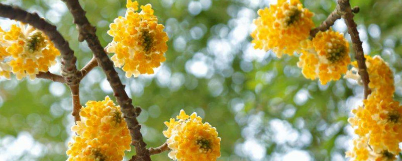 结香花怎样修剪