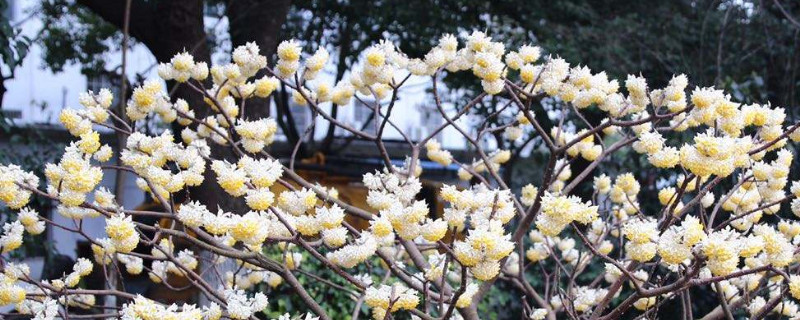 结香花叶子发黄怎么办