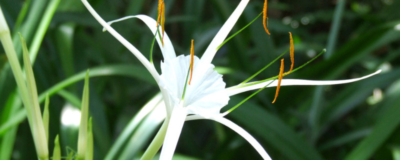 蜘蛛兰开花后怎么办