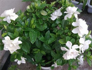 栀子花什么时候浇水，一天中最佳浇水时间是清